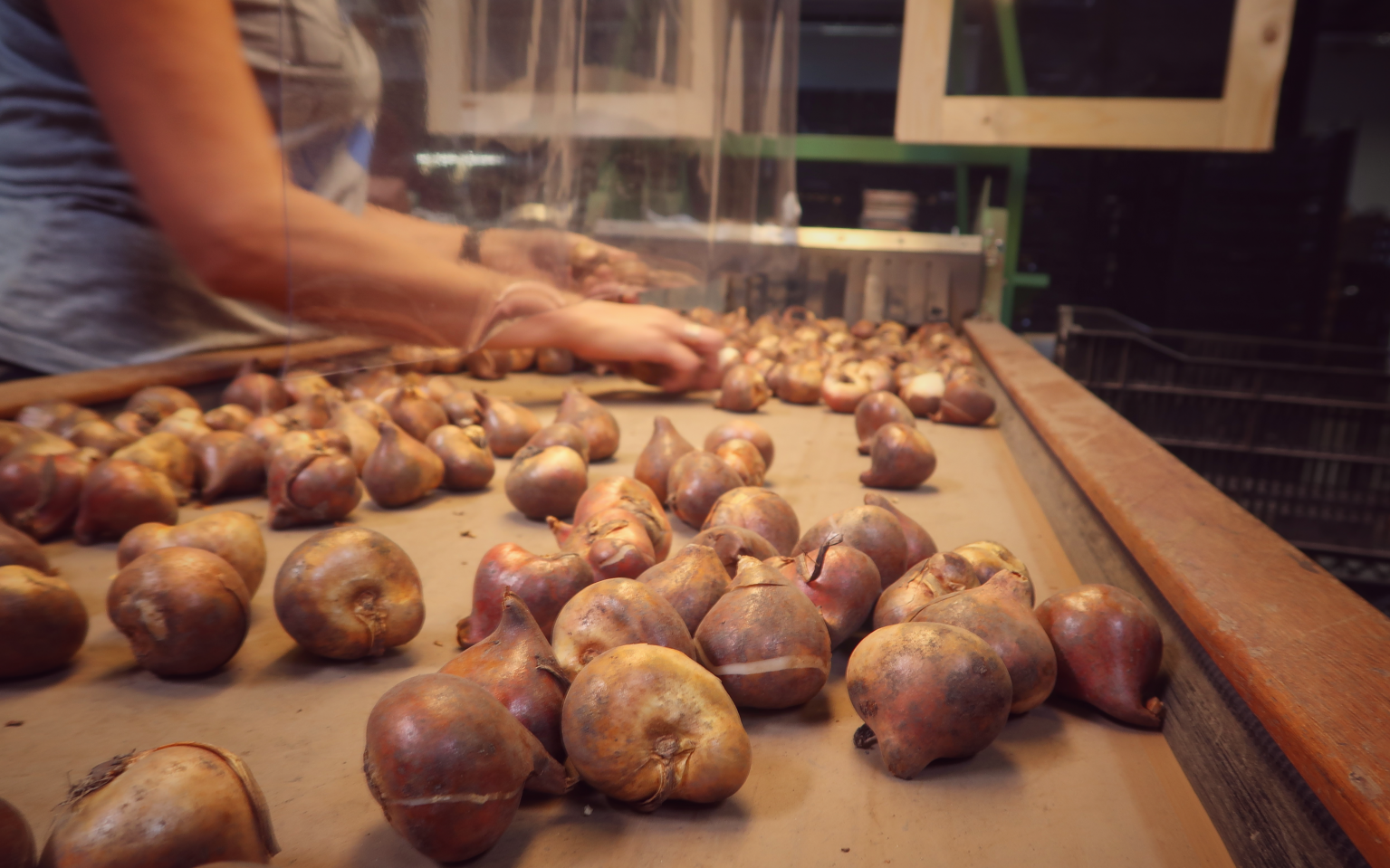 Bollenstreek vacatures